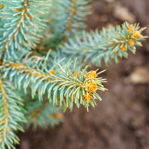 Procumbens Colorado Spruce - Spruce - Conifers