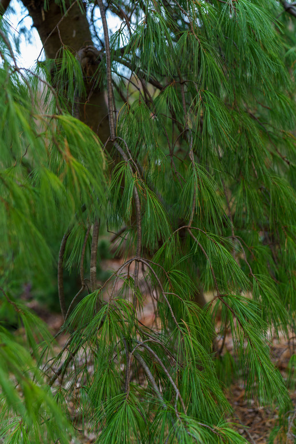 Weeping Eastern White Cedar