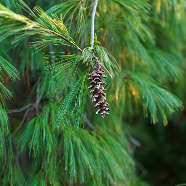 Weeping Eastern White Cedar