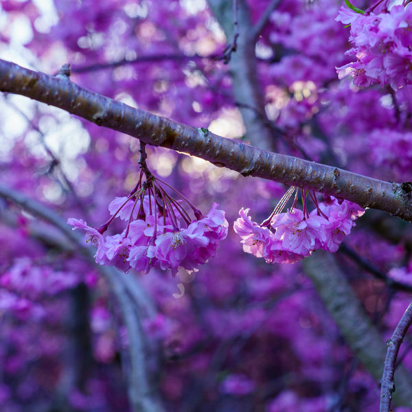 Weeping Higan Flowering Cherry - Cherry - Flowering Trees