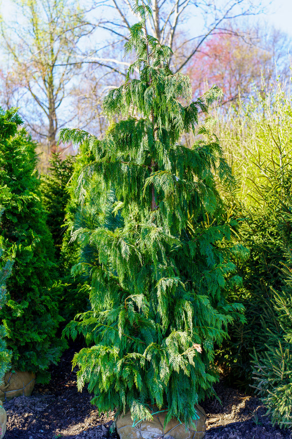 Weeping Nootka Cypress - Cypress - Conifers