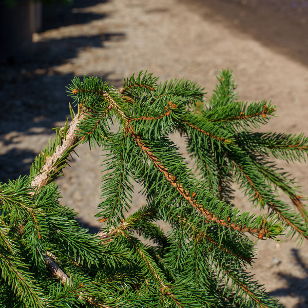 Weeping Norway Spruce