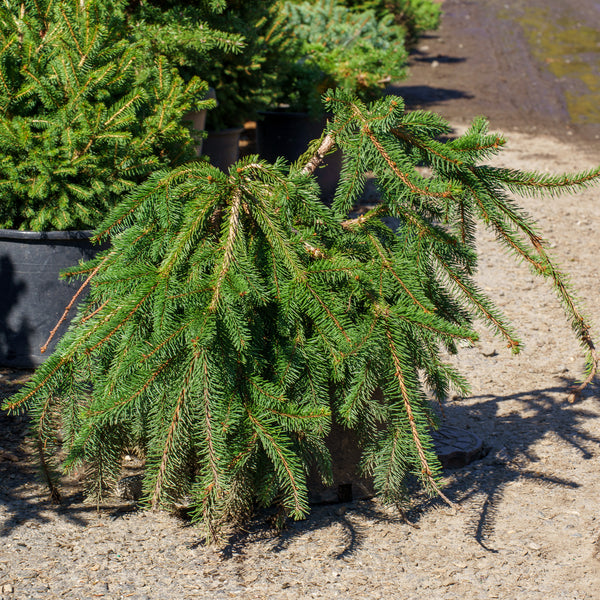 Weeping Norway Spruce