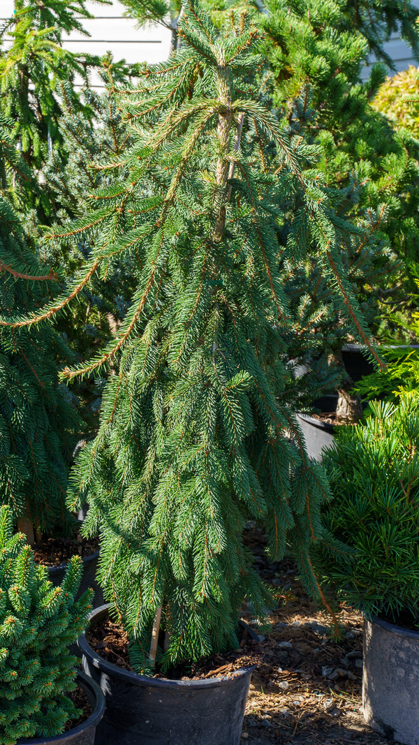 Weeping Norway Spruce