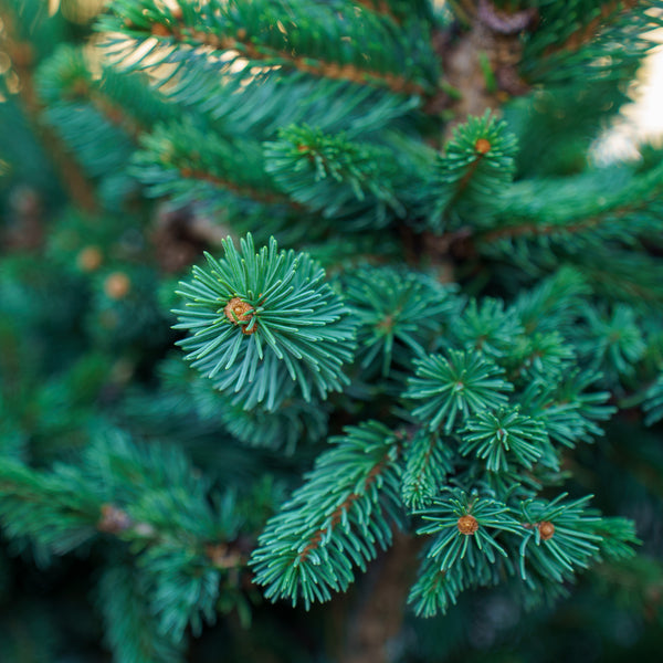 Weiss Norway Spruce