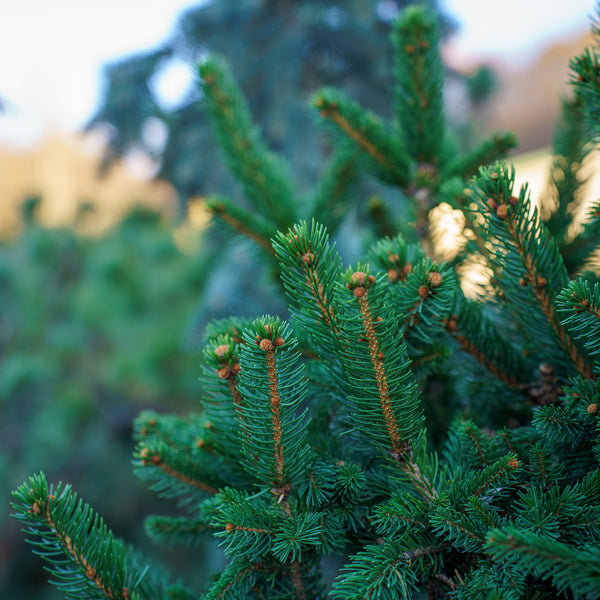 Weiss Norway Spruce