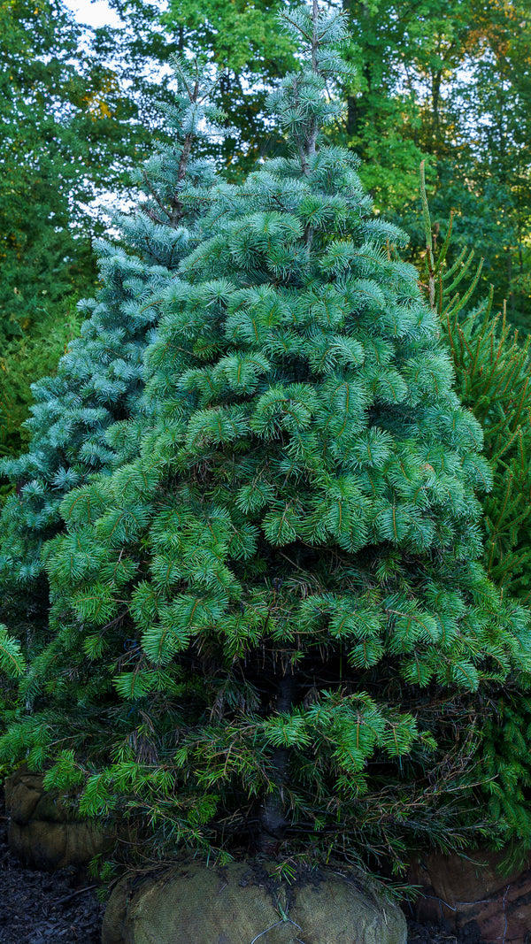 White Fir