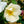 Load image into Gallery viewer, White Knock Out Rose - Rose - Shrubs
