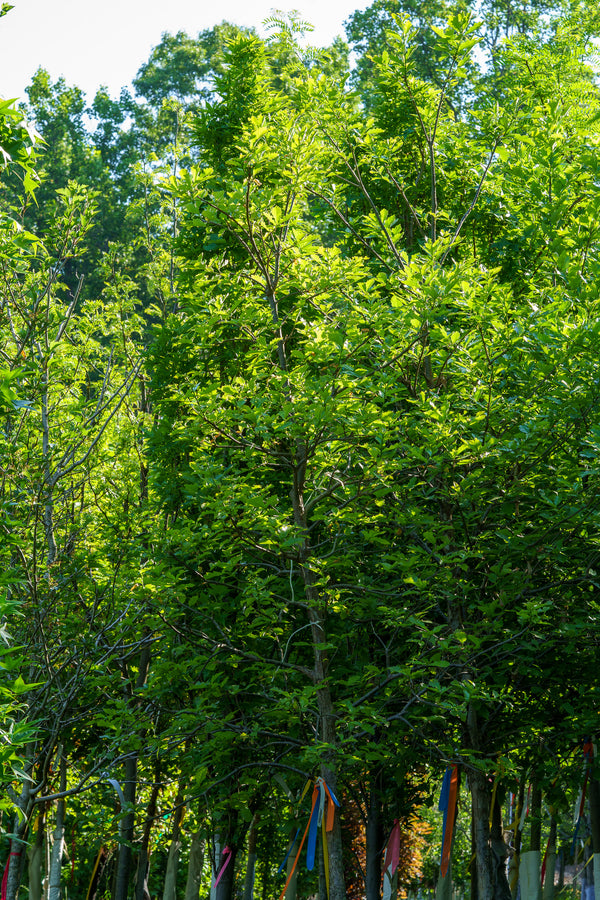 White Swamp Oak - Oak - Shade Trees