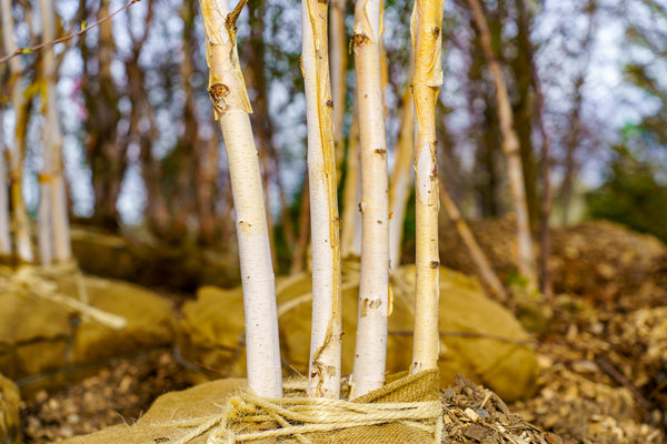 Whitebarked Himalayan Birch - Birch - Shade Trees