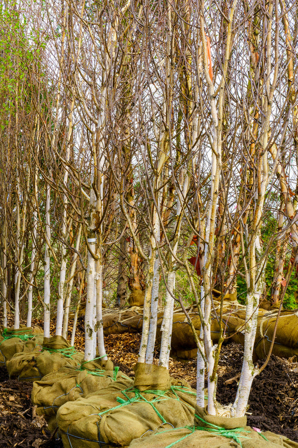 Whitebarked Himalayan Birch - Birch - Shade Trees