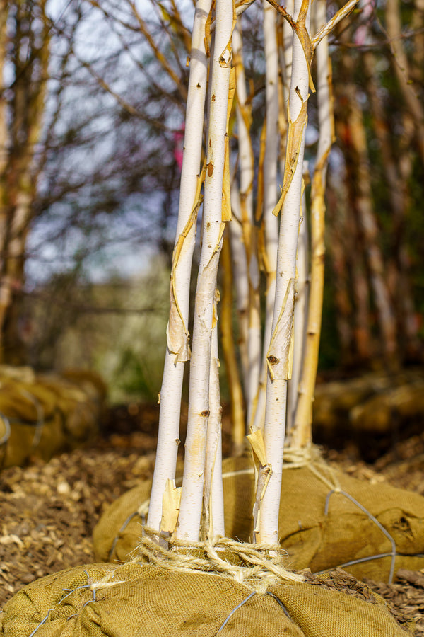 Whitebarked Himalayan Birch - Birch - Shade Trees