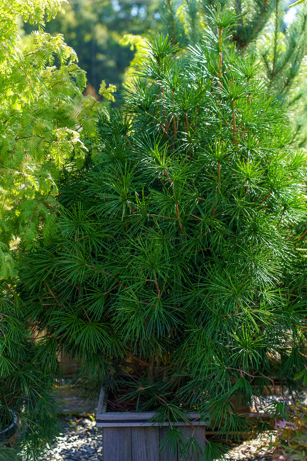 Winter Green Japanese Umbrella Pine