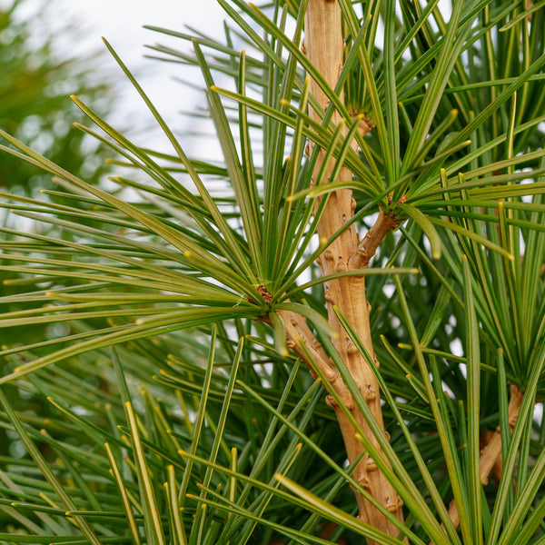 Winter Green Japanese Umbrella Pine - Other Conifers - Conifers