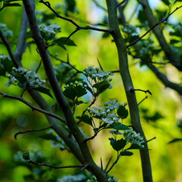 Winter King Green Hawthorn - Other Flowering Trees - Flowering Trees