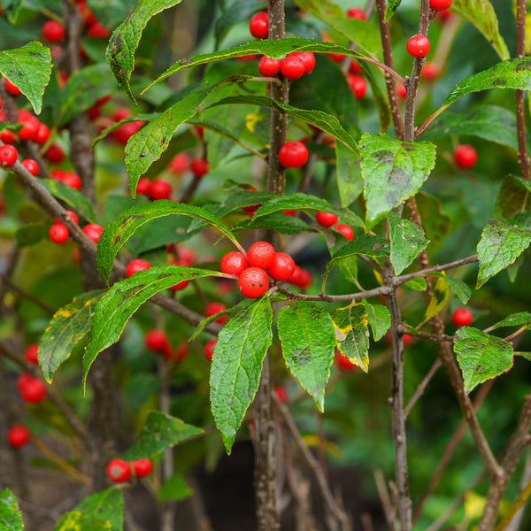 Winter Red Winterberry Holly