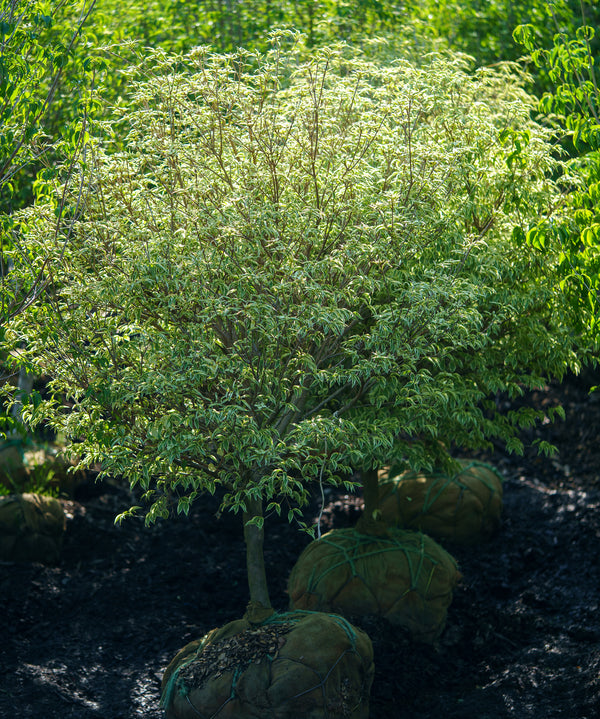 Wolf Eyes Japanese Dogwood - Dogwood Tree - Flowering Trees