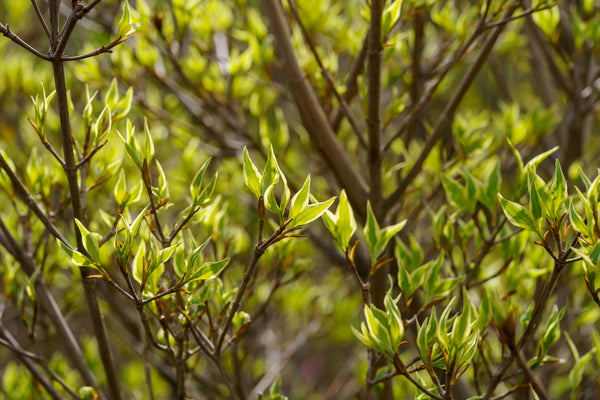 Wolf Eyes Japanese Dogwood - Dogwood Tree - Flowering Trees