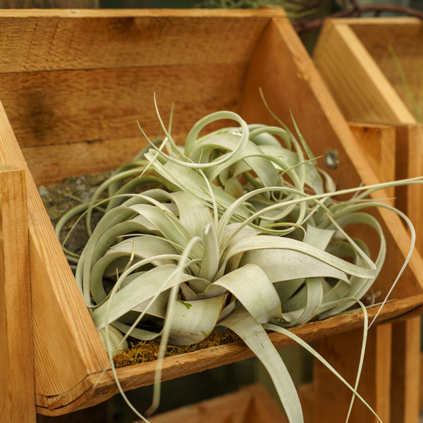 Xerographica Air Plant