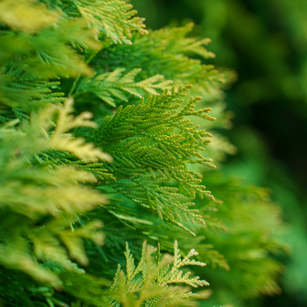 Yellow Ribbon Arborvitae