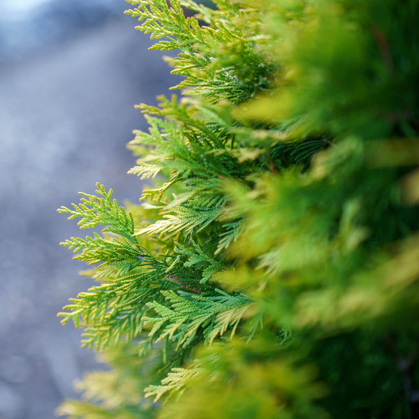 Yellow Ribbon Arborvitae