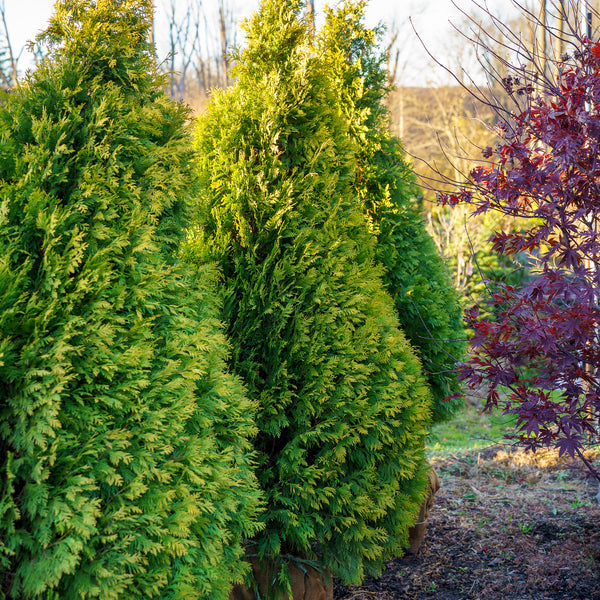 Yellow Ribbon Arborvitae