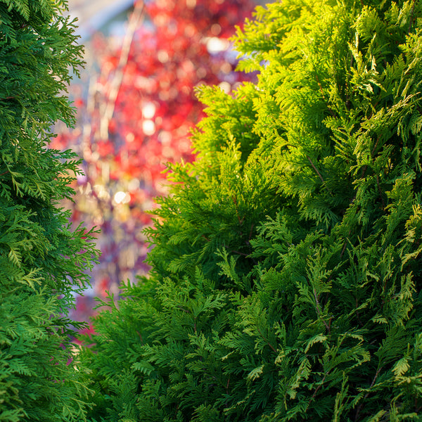 Yellow Ribbon Arborvitae