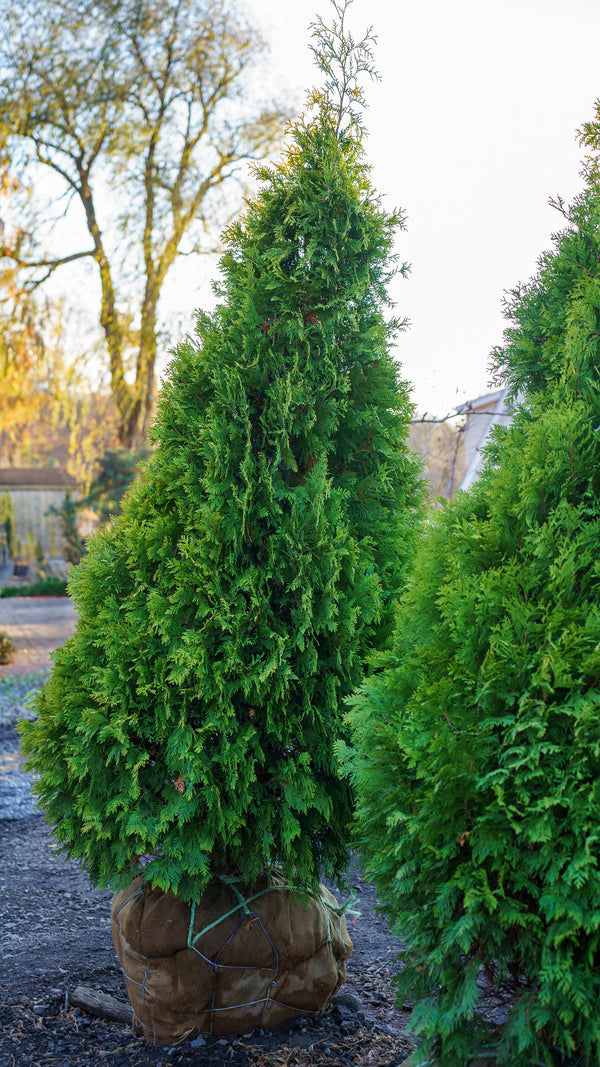 Yellow Ribbon Arborvitae