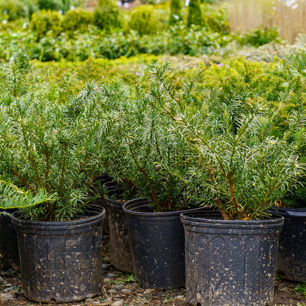 Yewtopia Plum Yew - Yew - Conifers