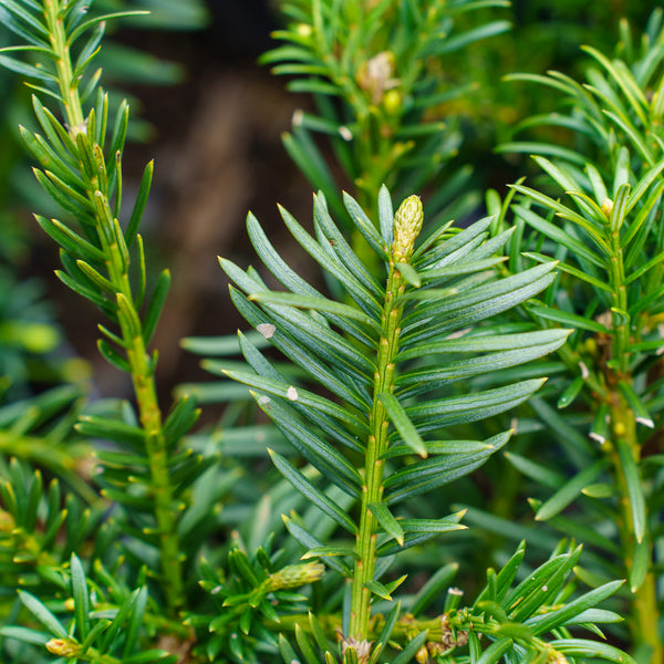 Yewtopia Plum Yew - Yew - Conifers