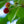 Load image into Gallery viewer, Yoshino Cherry - Cherry - Flowering Trees
