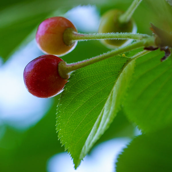 Yoshino Cherry - Cherry - Flowering Trees