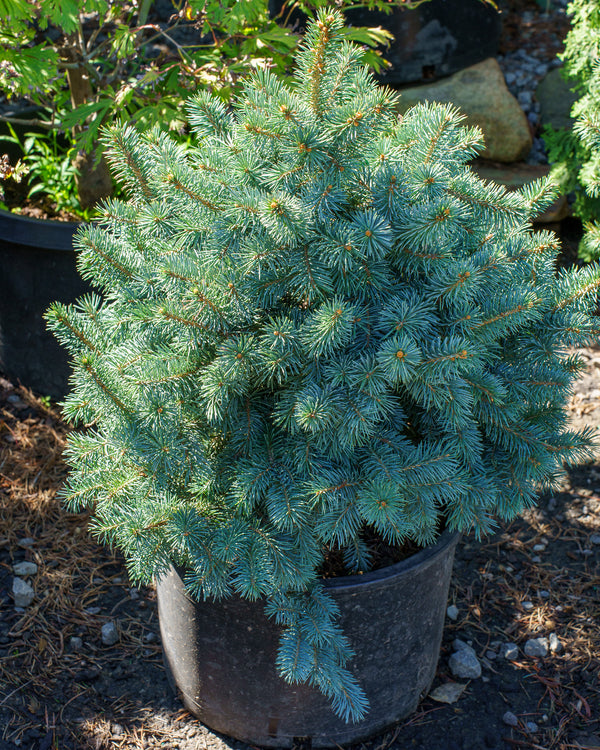 Zafiro Colorado Spruce