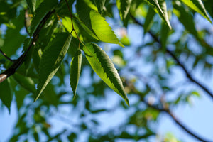 Japanese Zelkova Leaves