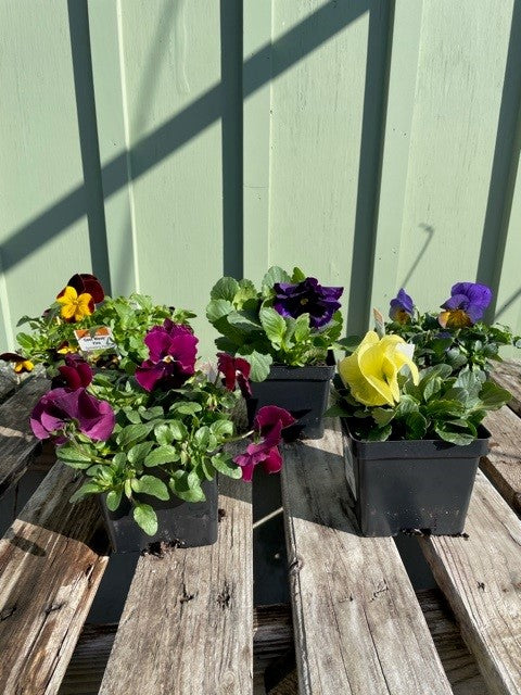 PANSY/VIOLA 4in - - ANNUALS & HERBS
