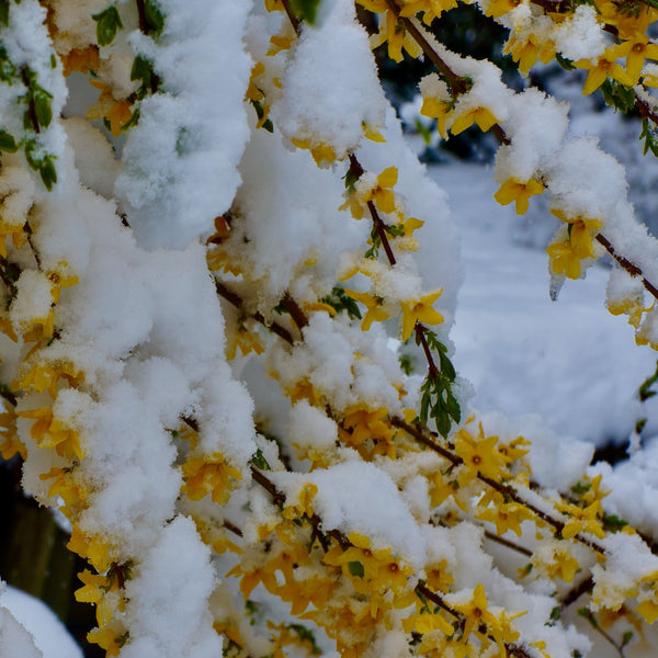 Gold Tide Forsythia - Forsythia - Shrubs