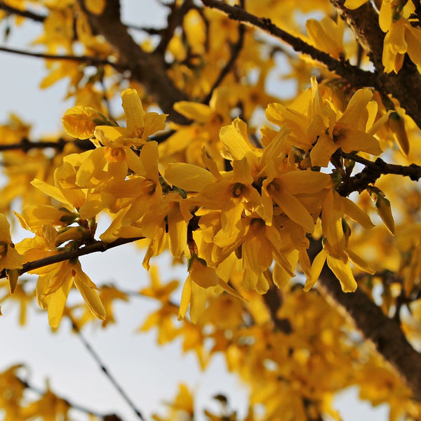 Gold Tide Forsythia - Forsythia - Shrubs