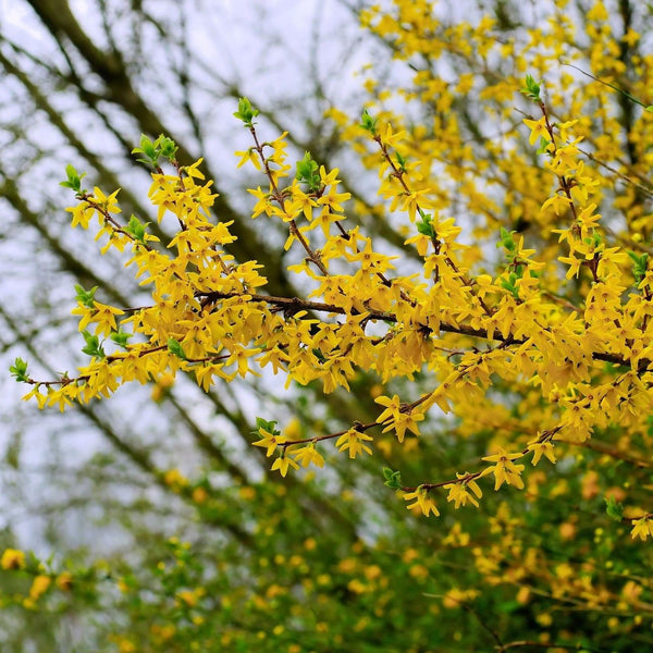 Northern Gold Forsythia - Forsythia - Shrubs