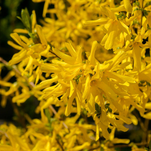 Northern Gold Forsythia - Forsythia - Shrubs