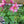 Load image into Gallery viewer, AQUILEGIA KIRIGAMI ROSE &amp; PINK QT - -
