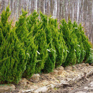 Hollywood Juniper - Juniper - Conifers