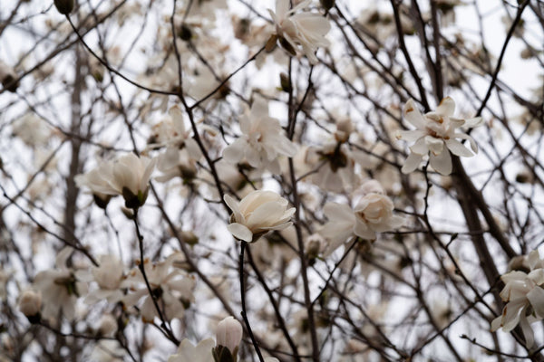 Merrill Magnolia - Magnolia - Flowering Trees