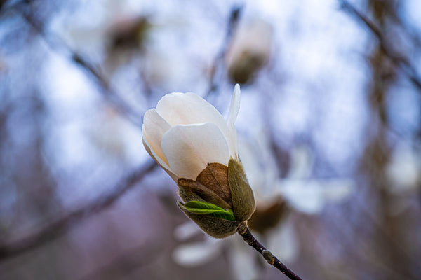 Merrill Magnolia - Magnolia - Flowering Trees