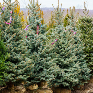 Baby Blue Colorado Spruce - Spruce - Conifers